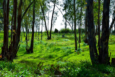 Trees in forest