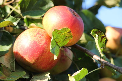 Close-up of apple growing on tree