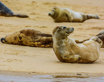 View of lion lying on sand