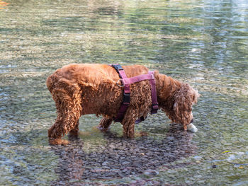 The dog breed english cocker spaniel walking in a pond in the summer. dog is smelling at death fish