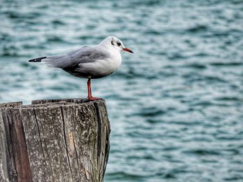 Seagull perching on wooden post