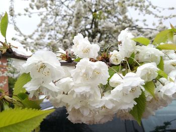 Close-up of white cherry blossoms in spring