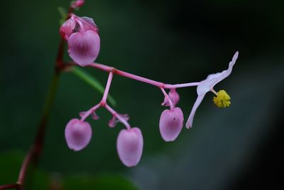 Close-up of pink flowers growing on tree