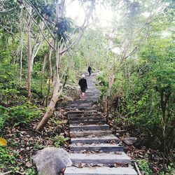 Cat on steps amidst trees in forest