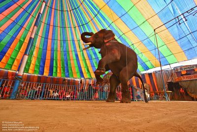 Low angle view of elephant performing at circus