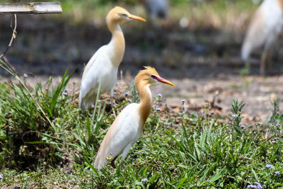 View of birds on field