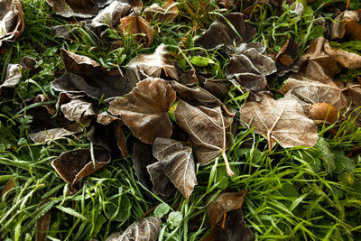 High angle view of dried leaves on field