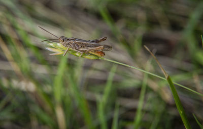 Close-up of insect on plant