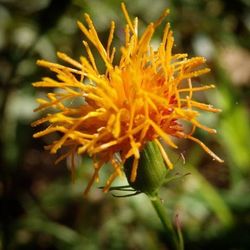 Close-up of yellow flower blooming