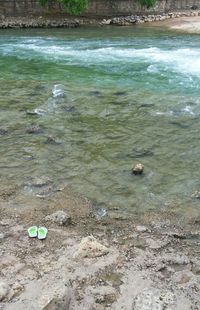 High angle view of turtle swimming in water