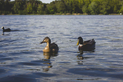 Ducks swimming in lake