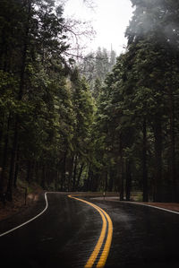 Empty road amidst trees in forest