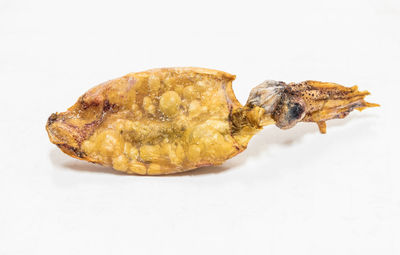 Close-up of turtle against white background