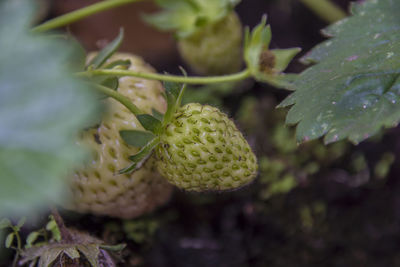 Close-up of fruit growing on plant