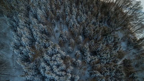 Full frame shot of trees against sky