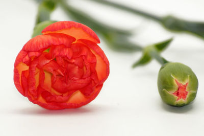 Close-up of red berries on white background