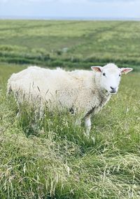 View of sheep on field