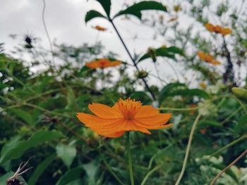 Close-up of orange flower on field