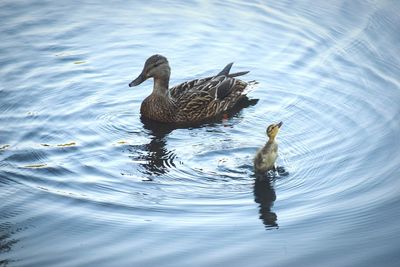 Duck swimming in lake