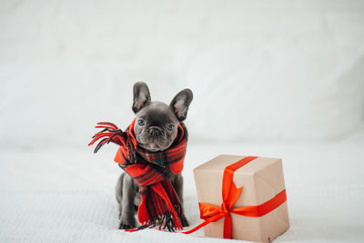 Portrait of woman with dog on white background