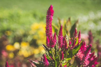 Close-up of pink flowering plant