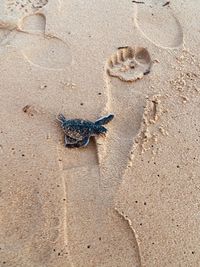 High angle view of crab on beach