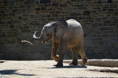 Elephant standing against brick wall