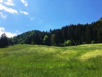 Scenic view of trees on field against sky