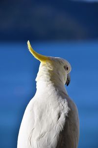 Cocky in the whitsunday islands 