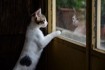 Cat looking through window