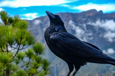 Close-up of bird perching on a tree