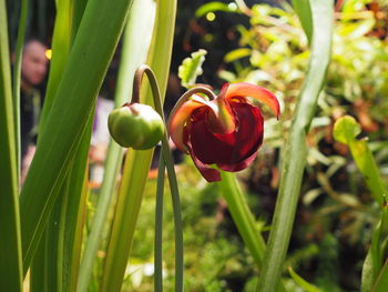 Close-up of plant growing outdoors