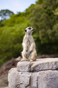 Monkey sitting on rock