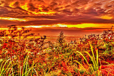 Close-up of plants against sea during sunset
