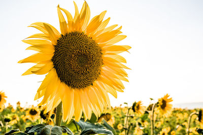 Close-up of sunflower on field against sky