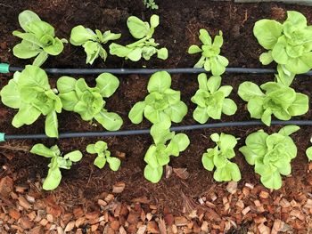 High angle view of plants growing on field