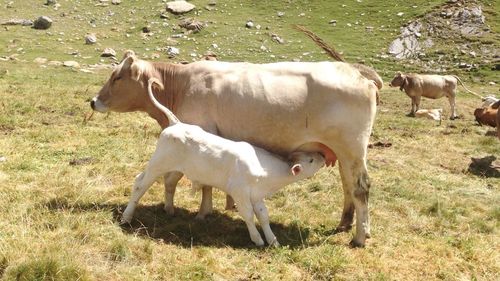Cows grazing on field