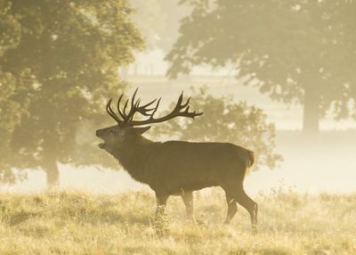 Horse standing in a field