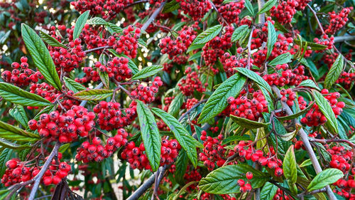 Full frame shot of red plants