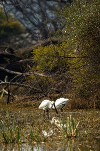 View of birds in the forest