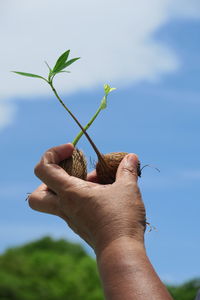 Cropped hand of person holding seedlings against sky