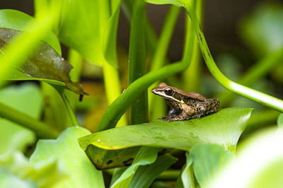 Close-up of frog on plant