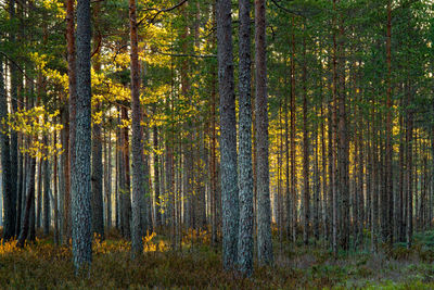 Sun shining through pine trees in forest