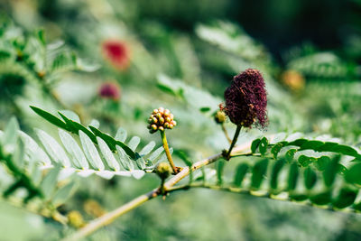 Close-up of flowering plant