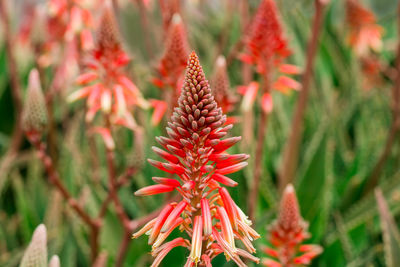 Close-up of red flowering plant