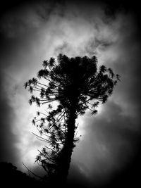 Low angle view of tree against cloudy sky