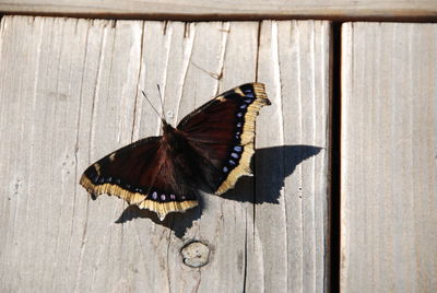 Close-up of butterfly on wood