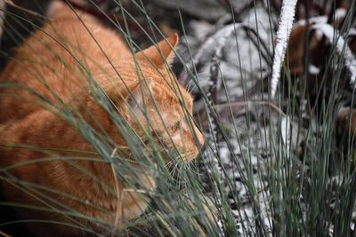 Ginger cat outdoors in winter