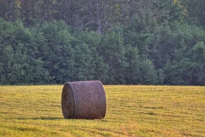 Hay bales on field by trees