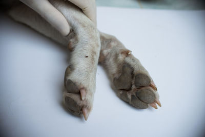 Close-up of man hand with dog